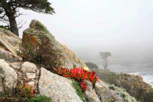 Point Lobos-0110.jpg Point Lobos-0110.jpg